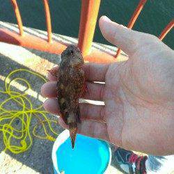 15時半から終了まで平磯海づり公園にて家族でちょい投げ