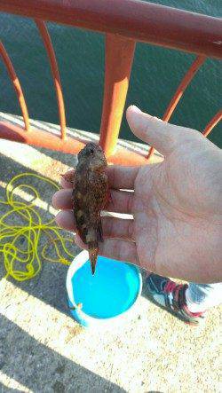 15時半から終了まで平磯海づり公園にて家族でちょい投げ