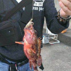 15時半から終了まで平磯海づり公園にて家族でちょい投げ