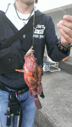 15時半から終了まで平磯海づり公園にて家族…