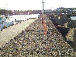 朝まづめ狙いで田辺ランガン　なんとかコウイカGET