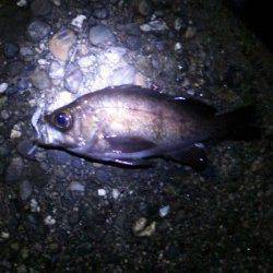 谷川漁港　サイズアップを目指してメバリング釣行