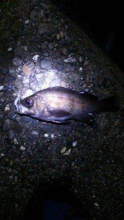 谷川漁港　サイズアップを目指してメバリング釣行