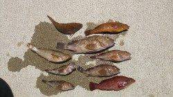 バーベキューの食材調達〜新浜漁港穴釣りと投げ釣りでガシラ・アイナメ