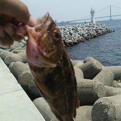 バーベキューの食材調達〜新浜漁港穴釣りと投げ釣りでガシラ・アイナメ