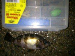 大蔵海岸でのメバリング釣果　