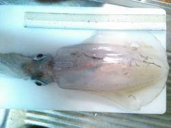 西三松に夕マヅメ狙いでエギング釣行〜アオリ…