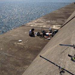 武庫川一文字スルメイカ狙い〜サイズが小さくなかなかのりません