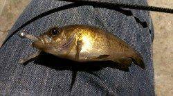 須磨でのメバリング、ジグヘッド単体で小型のメバル