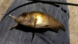 須磨でのメバリング、ジグヘッド単体で小型の…