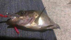 須磨でのメバリング、ジグヘッド単体で小型のメバル