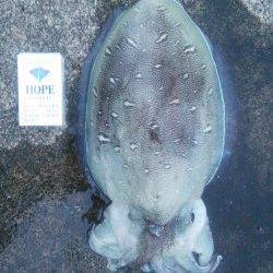 小橋でのエギング釣果〜夕マヅメにまず1パイ、日没後にもう1パイ