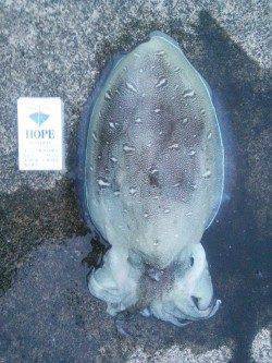 小橋でのエギング釣果〜夕マヅメにまず1パイ、日没後にもう1パイ