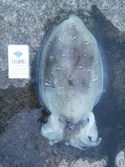 小橋でのエギング釣果〜夕マヅメにまず1パイ…