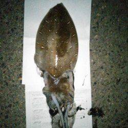 小橋でのエギング釣果〜夕マヅメにまず1パイ、日没後にもう1パイ