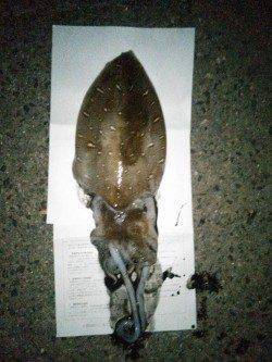 小橋でのエギング釣果〜夕マヅメにまず1パイ、日没後にもう1パイ