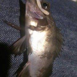 須磨でのメバリング、魚も警戒するほどの好いお天気でした