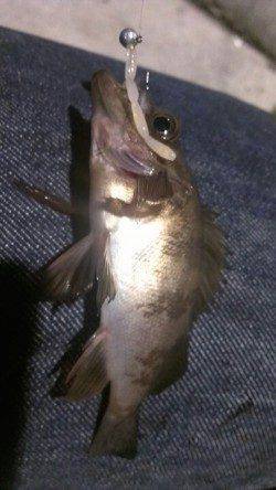 須磨でのメバリング、魚も警戒するほどの好いお天気でした