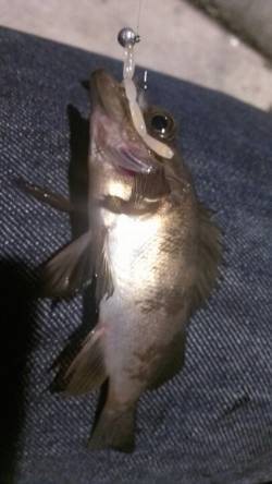 須磨でのメバリング、魚も警戒するほどの好い…