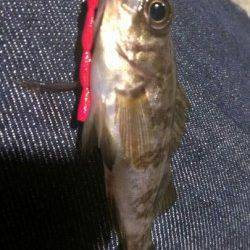 須磨でのメバリング、魚も警戒するほどの好いお天気でした