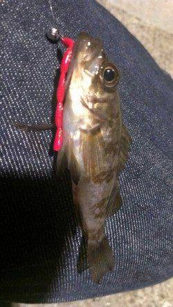 須磨でのメバリング、魚も警戒するほどの好いお天気でした