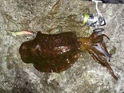 香住方面地磯でキロUPアオリ2ハイ、幸先いいエギングスタートに大満足！