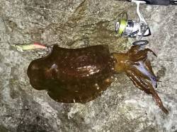 香住方面地磯でキロUPアオリ2ハイ、幸先い…