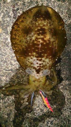 高浜でエギング　全て潮止まりの時間帯でつれました