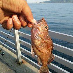 新浜漁港でファミリーフィッシィング、ガシラやアイナメが30匹！