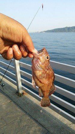 新浜漁港でファミリーフィッシィング、ガシラやアイナメが30匹！