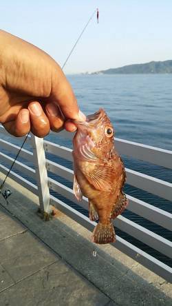 新浜漁港でファミリーフィッシィング、ガシラ…