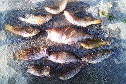 新浜漁港でファミリーフィッシィング、ガシラやアイナメが30匹！