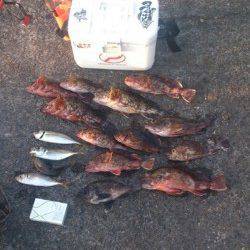 雑賀崎　メバリング、アジング釣行はガシラの数釣りに