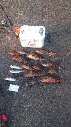 雑賀崎　メバリング、アジング釣行はガシラの数釣りに