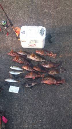 雑賀崎　メバリング、アジング釣行はガシラの…