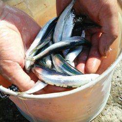 汐見埠頭砂揚場でサビキ釣り〜イワシの回遊あり楽しめました