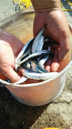 汐見埠頭砂揚場でサビキ釣り〜イワシの回遊あ…