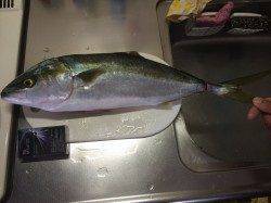 福良湾にてショアジギングでハマチ