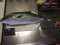 福良湾にてショアジギングでハマチ