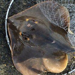 福良湾にてショアジギングでハマチ