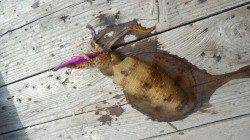 三尾川の筏にてアオリイカのウキ釣り＆エギング