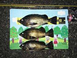 竹野にて雨上がりのナイトメバリングゲーム☆29㎝のデカメバル