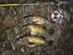 竹野にて雨上がりのナイトメバリングゲーム☆29㎝のデカメバル