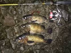 竹野にて雨上がりのナイトメバリングゲーム☆…