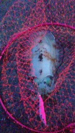 田ノ浦漁港エギング〜日没頃念願のアオリイカ♀が釣れました