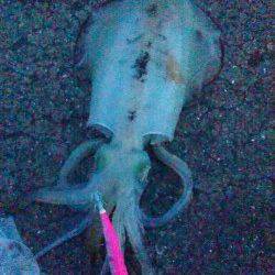 田ノ浦漁港エギング〜日没頃念願のアオリイカ♀が釣れました