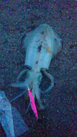 田ノ浦漁港エギング〜日没頃念願のアオリイカ…