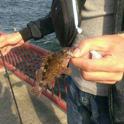 平磯海づり公園　胴突き＆ちょい投げでガシラ＆ベラ