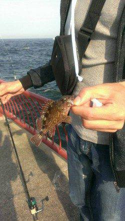 平磯海づり公園　胴突き＆ちょい投げでガシラ＆ベラ