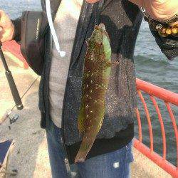 平磯海づり公園　胴突き＆ちょい投げでガシラ＆ベラ